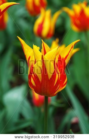 Hot Orange And Red Tulip Flowers With Pointy Petals In Spring Garden, Park.