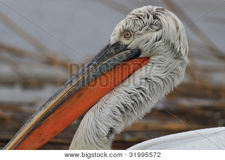 Dalmatiske Pelican (pelecanus Crispus)