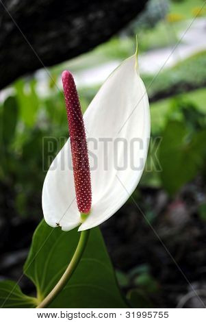 Tavolozza del pittore (Anthurium andraeanum)