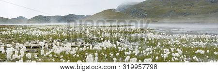 Mountains Landscape With Eriophorum Scheuchzeri Flower Or Cottongrass. Gran Paradiso National Park, 