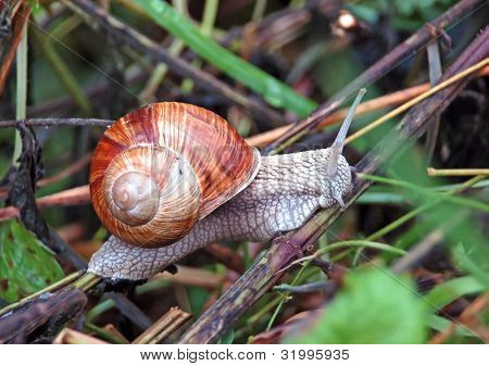 Haven sneglen (Helix aspersa)