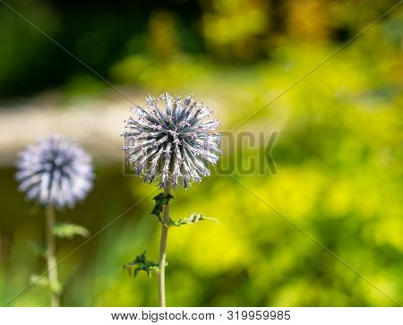 Echinops, Also Known As Kugeldistel In Germany Stand In A Park During A Summer Day. The Right Side O