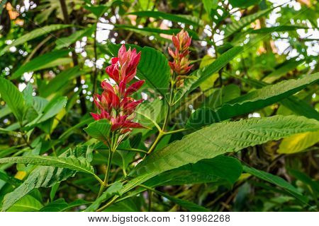 Close Up Of The Flowers Of A Brazilian Red Cloak In Bloom, Tropical Ornamental Shrub From America, N