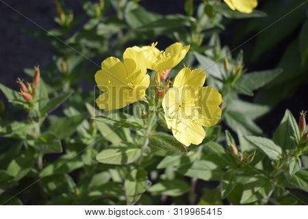 Enotera Shrubby (oenothera) - A Perennial Yellow Flower In The Garden, Close-up