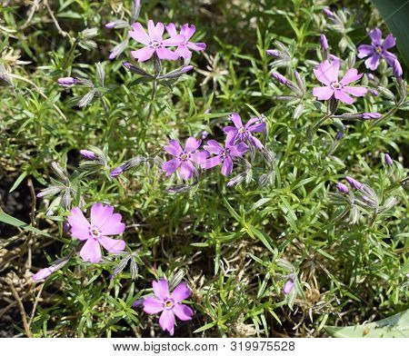 Styloid Phlox. Small Bright Violet Spring Flowers In The Garden Close Up. Spring Background.