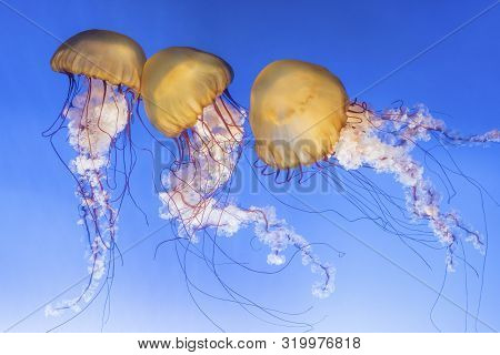 Orange Jellyfish (chrysaora Fuscescens Or Pacific Sea Nettle) In Blue Ocean Water