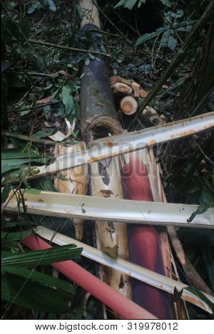 A Palm Tree Has Been Cut Down For Its Edible Part: Palmito, Those Are The Leftovers