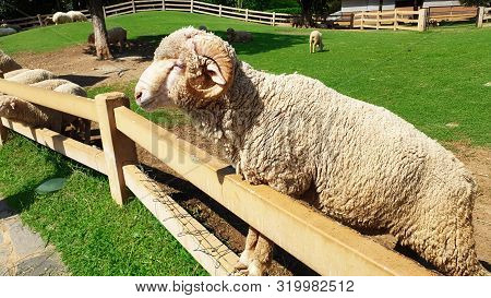 Sheep On Meadow, Farming Outdoor, 
Waiting For Someone Came To Feed Sheep