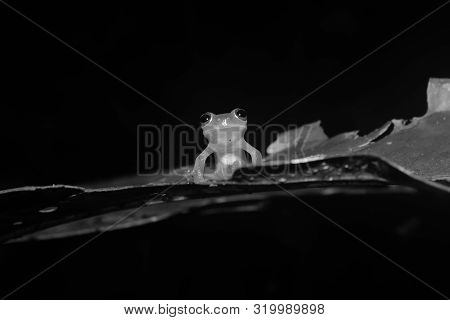 Black And White Photo Of A Glass Frog Showing His Intestines While Sitting On A Leaf And Looking Str