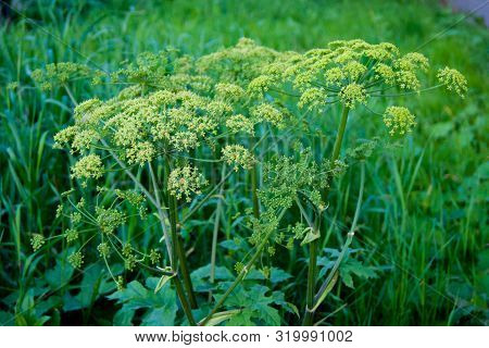 Green Umbrellas Of Hogweed. Poisonous Grass. The End Of Summer, Ripened Plants, Weed, Seeds, Grass N