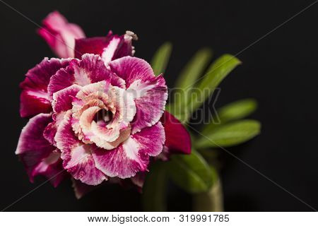 Beautiful Flower Rose Or Adenium On Black Background With Copy Space. Usefull Concept Template For G
