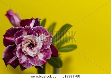 Bright Flower Rose Or Adenium On Yellow Background With Copy Space. Summer Template For Invitation. 