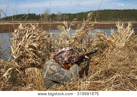 Duck Hunter Sitting In A Thicket Of Reeds On The Shore And Aims A Shotgun At The Waterfowl