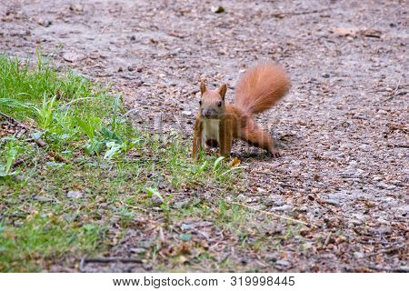 A Brown Squirrel With A White Breast Warily Looks Out For Danger And Prepares To Jump