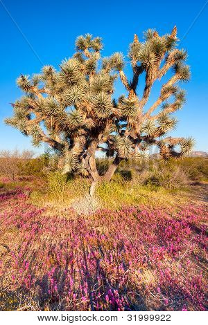 Joshua Tree