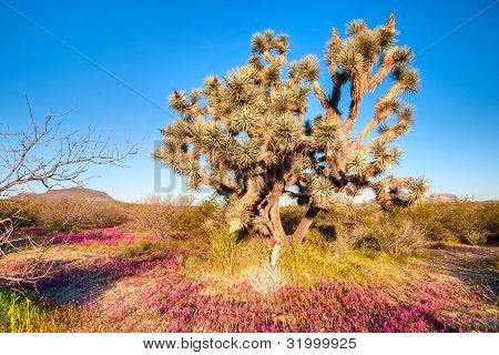 Joshua Tree