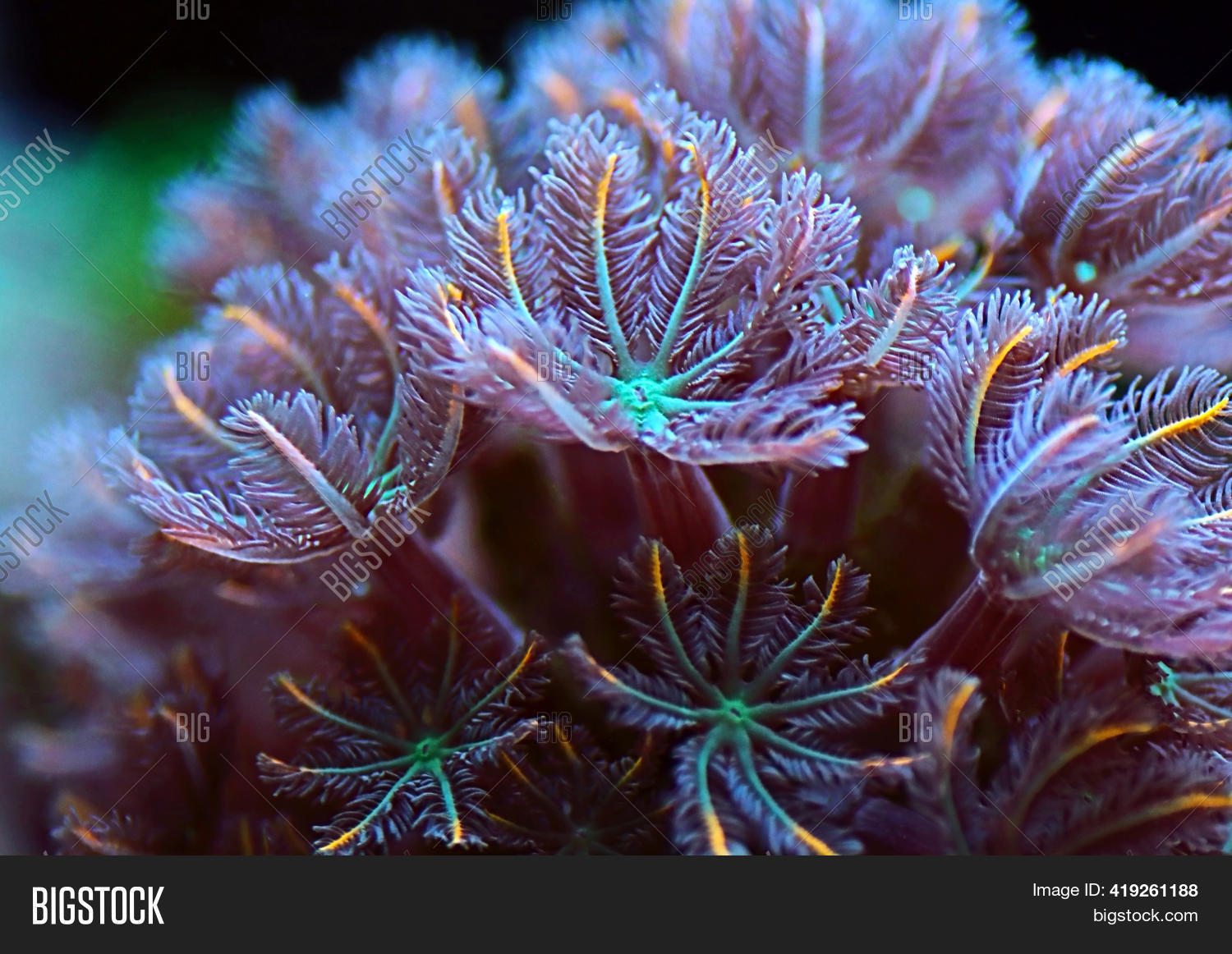Clavularia Clove Image & Photo (Free Trial) | Bigstock