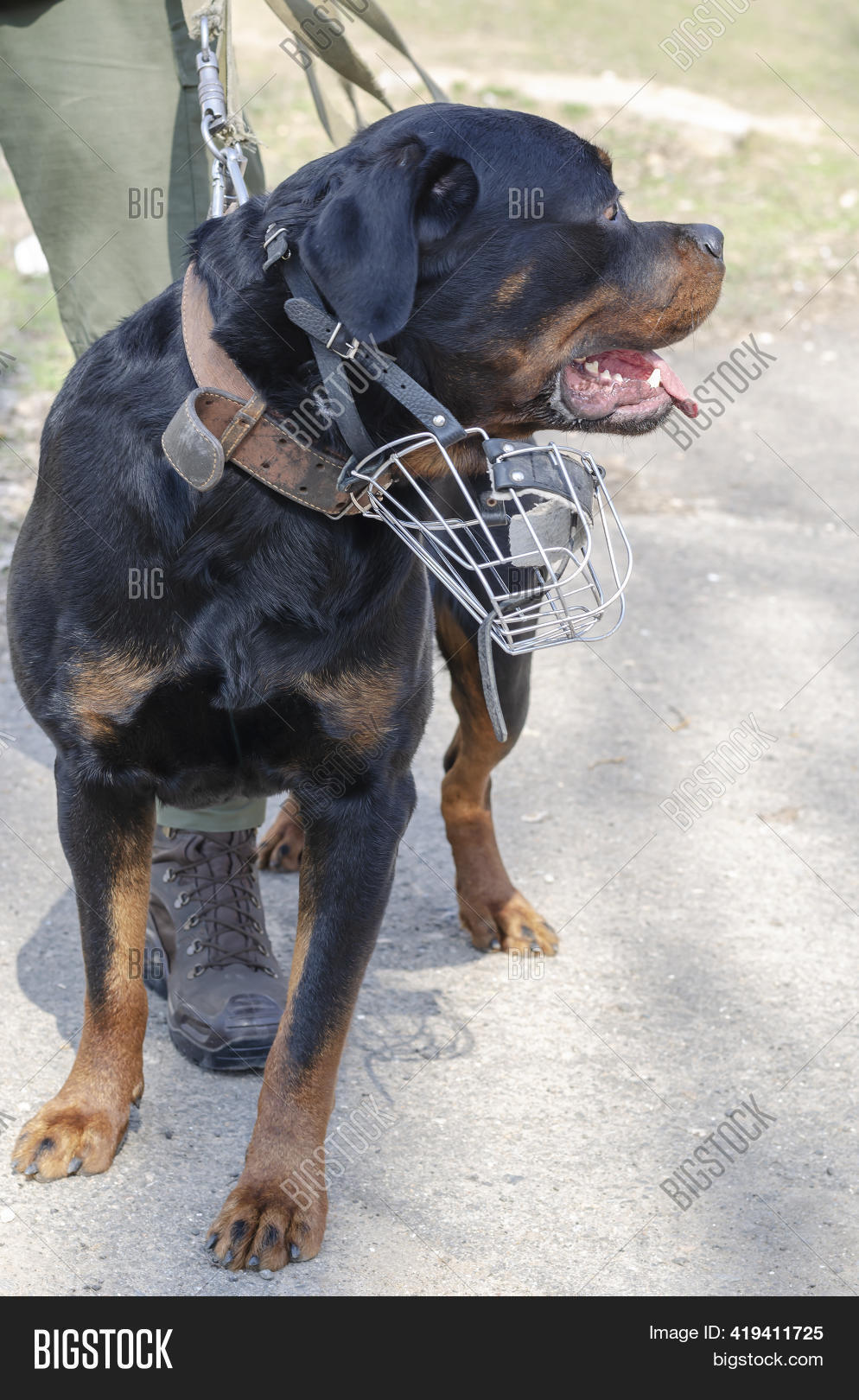 Are Rottweilers Service Dogs