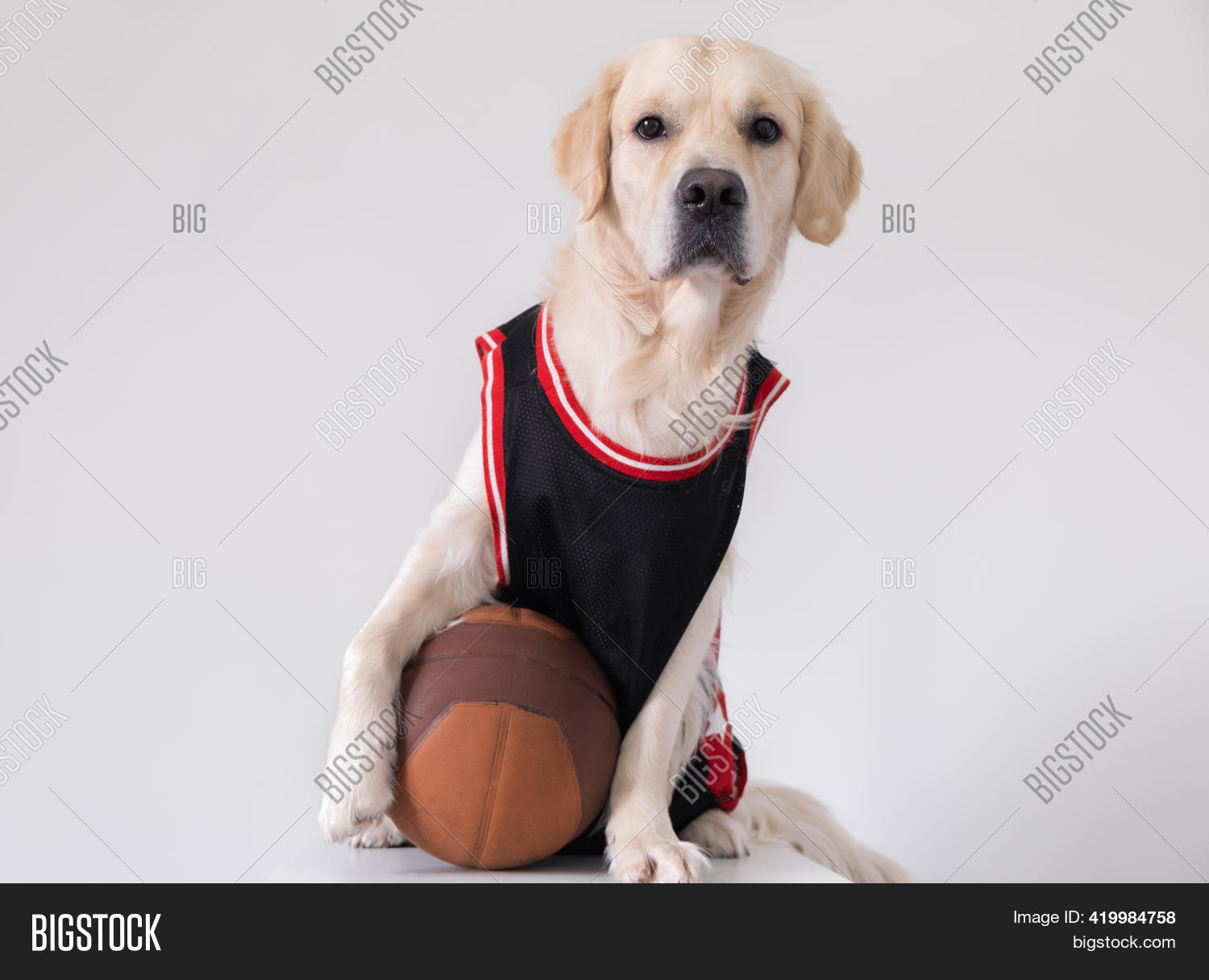 Dog Basketball Uniform Image & Photo (Free Trial) Bigstock