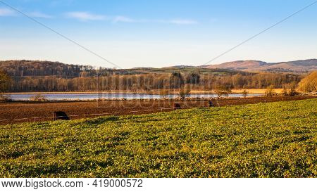 Cows Feeding On Kale Along The Fence Line Of A Heavily Grazed Field At Kirkcudbright Bay, Dumfries A