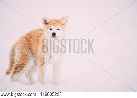 Puppy Of Akita Dog Or Akita Inu, Japanese Akita Standing In Snow At Winter Day. The Akita Is A Large