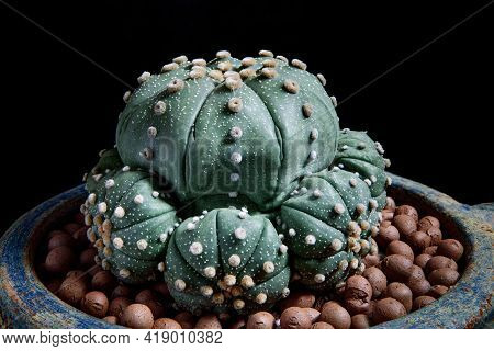 Close Up Astrophytum Asterias Cactus In Planting Pot