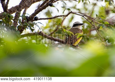Bem-te-vi, Bird Bem-te-vi In ​​jabuticabeira Eating Jabuticabas In Brazil, Selective Focus.