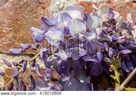 Japanese Wisteria (wisteria Floribunda) Flowers