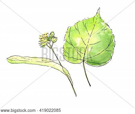 Watercolor Illustration Of A Linden Flower And A Leaf Isolated On A White Background