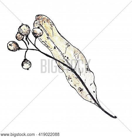 Ink And Watercolor Illustration Of A Linden Seeds Isolated On A White Background