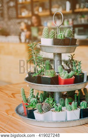 Collection Of Various Cactus In Different Pots. Potted Cactus House Plants On  White Background.
Var