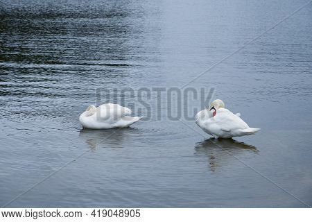 White Swan Family On The Baltic Sea Coast In Finland