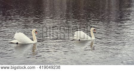 White Swan Family On The Baltic Sea Coast In Finland