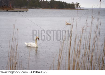 White Swan Family On The Baltic Sea Coast In Finland