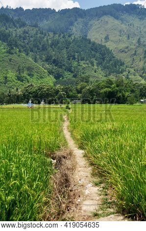 Landscape Farmland And Indonesian People Transplant Seeding Paddy Or Rice Field In Countryside And M