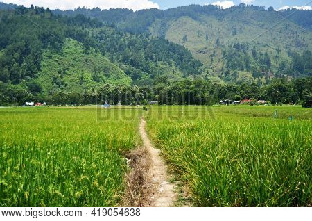 Landscape Farmland And Indonesian People Transplant Seeding Paddy Or Rice Field In Countryside And M