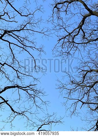 Bare Trees In Spring Against A Blue Clear Sky Bottom View.