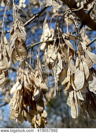 Dried Clusters Of Fruits Of Acer Negundo, The Boxelder, Boxelder Maple, Manitoba Maple, Or Ash-leave