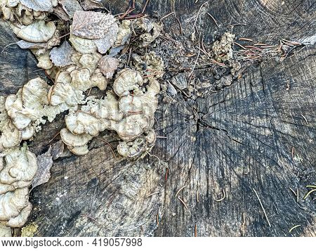 Close Up Of A Forest Stump Covered With Bad Mushrooms.
