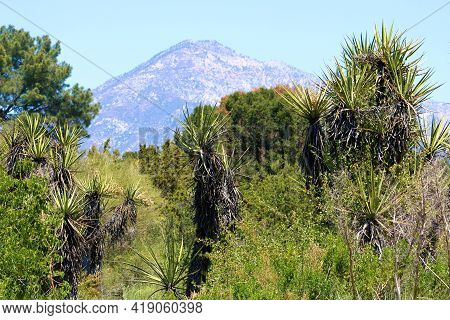 Chaparral Shrubs And Trees Including The Yucca Plant With The San Gabriel Mountains Beyond Taken At 
