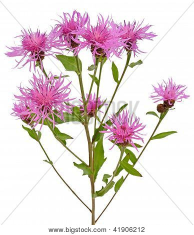 Kornblomst (centaurea Jacea)