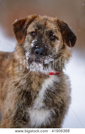 Портрет лохматый Mongrel.