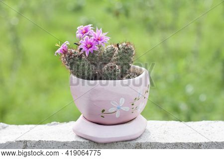 Pink Flower Of Mamillaria Cactus Bloom In Pot On Blur Nature Background.
