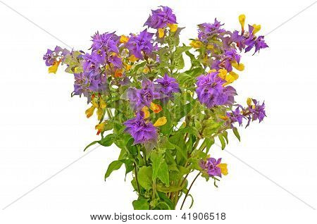 Melampyrum Nemorosum 꽃