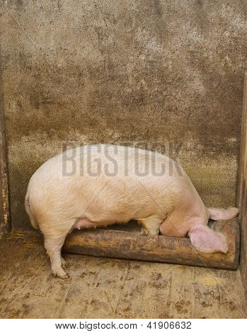 Porco comendo em uma fazenda de porcos