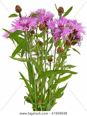 Kornblomster
