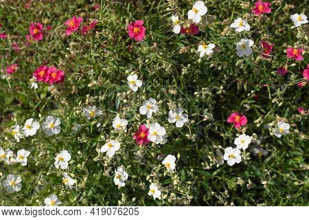 Sunflower, Helianthemum Hybrid  (helianthemum Sp.), Pink And White Flowering, Flower, Perennial Plan