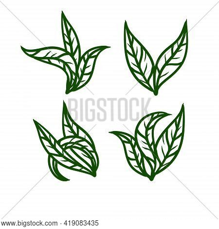 Tea Leaf. Green Plant. Set Of Hand-drawn Natural Elements. Cartoon Illustration
