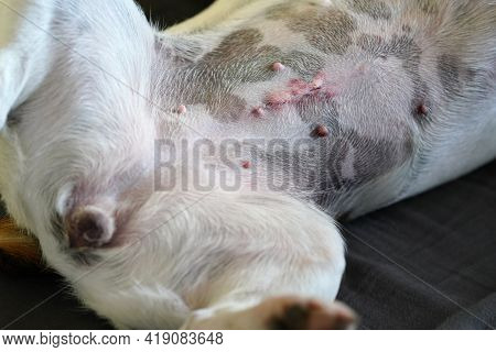 Detail On Female Jack Russell Terrier Dog Belly, Scar After Spay Operation Visible
