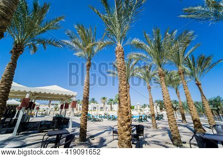 Tall Palms At Teracce Near The Sea Against The Blue Sky